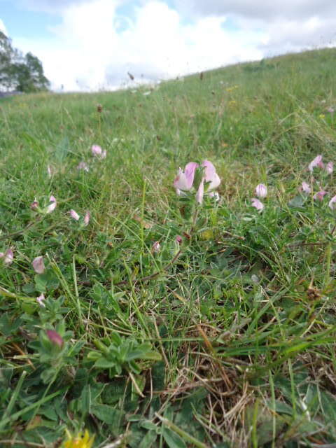 Image of common restharrow