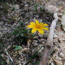 Image of Bidens xanti (A. Gray) B. L. Turner