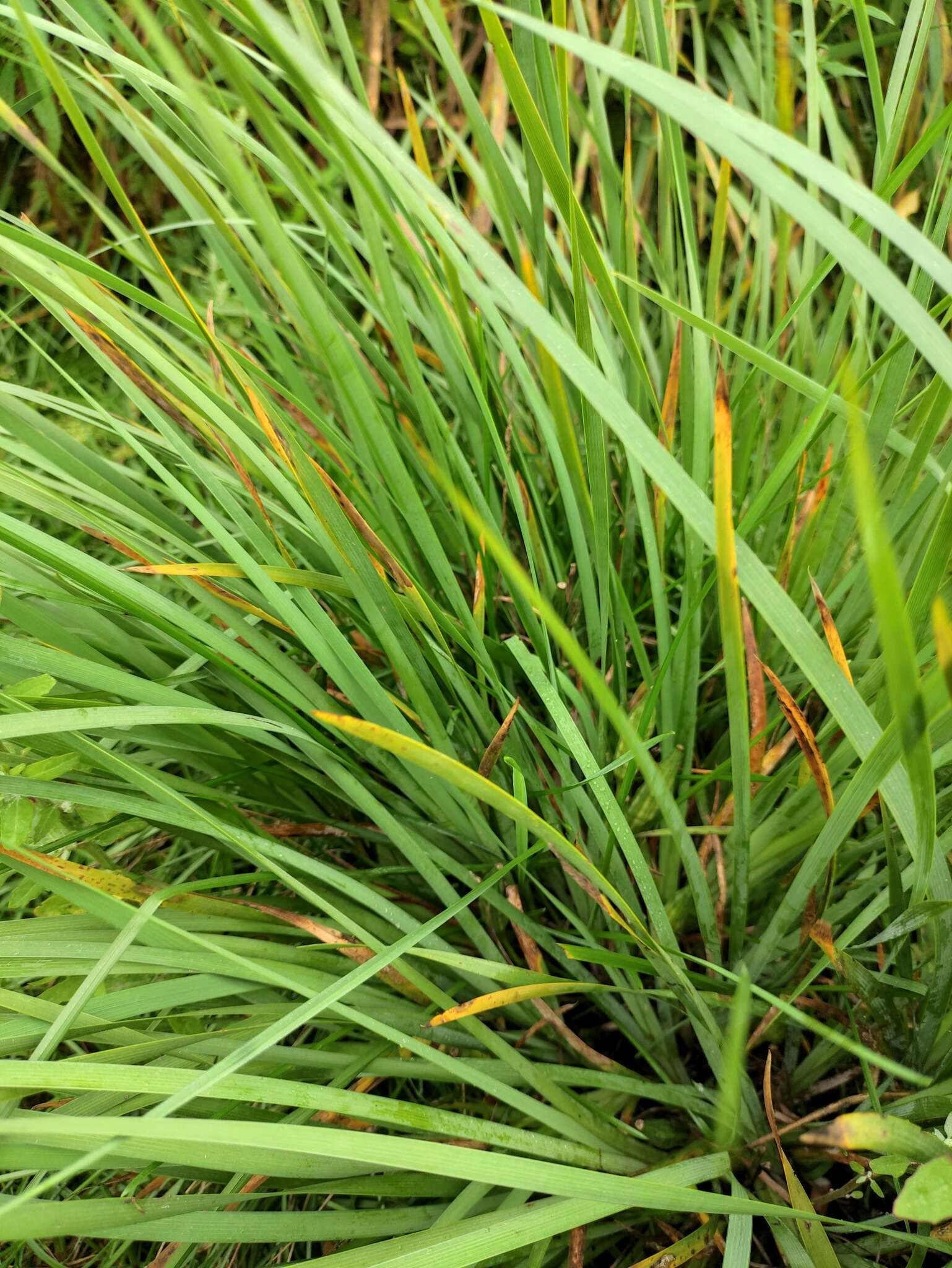 Image of Iris oxypetala Bunge