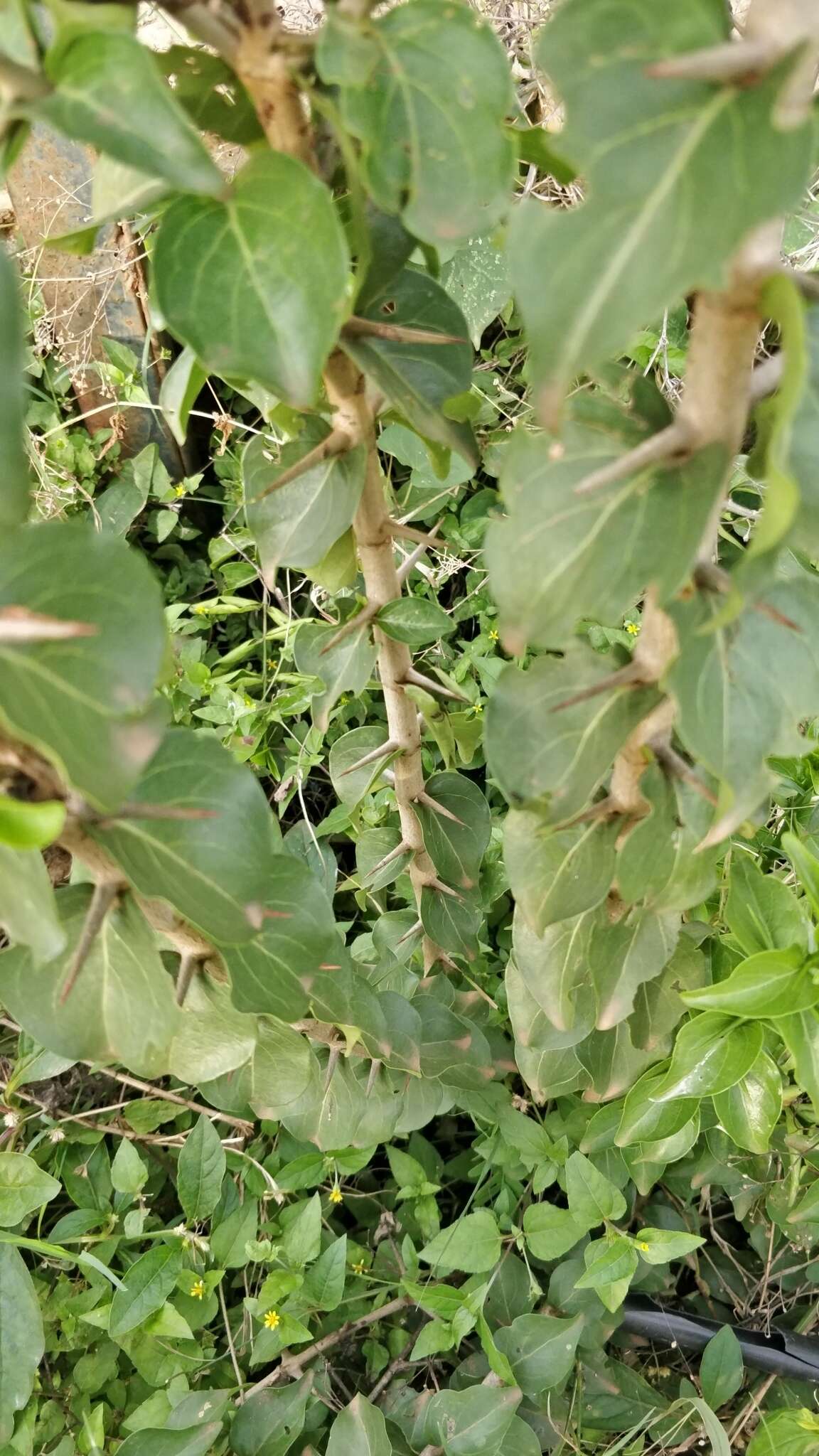 Image of Canthium coromandelicum (Burm. fil.) Alston