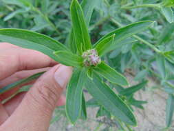 Imagem de Palafoxia texana DC.