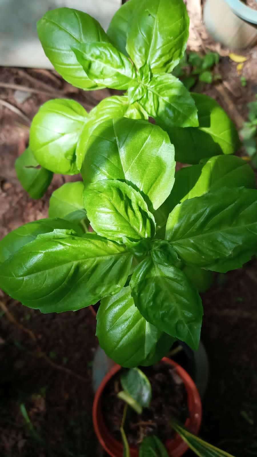 Слика од Ocimum campechianum Mill.