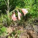 Image de Gladiolus oppositiflorus Herb.