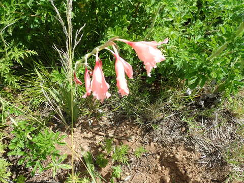 Image of Gladiolus oppositiflorus Herb.