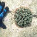 Pocillopora aliciae Schmidt-Roach, Miller & Andreakis 2013的圖片