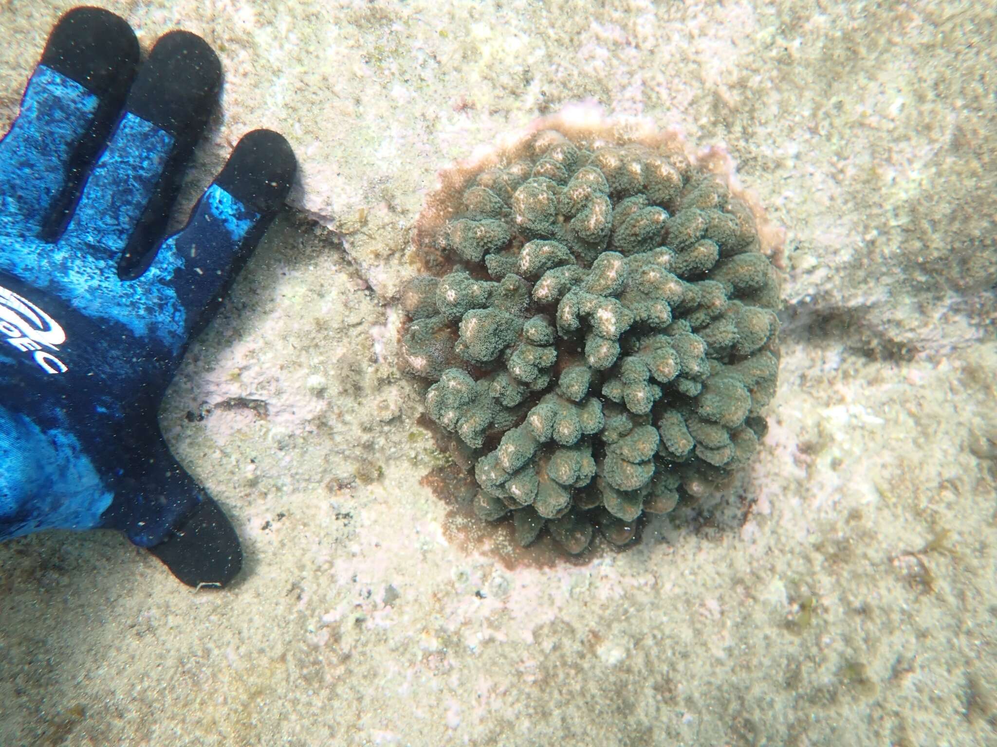 Image of Pocillopora aliciae Schmidt-Roach, Miller & Andreakis 2013