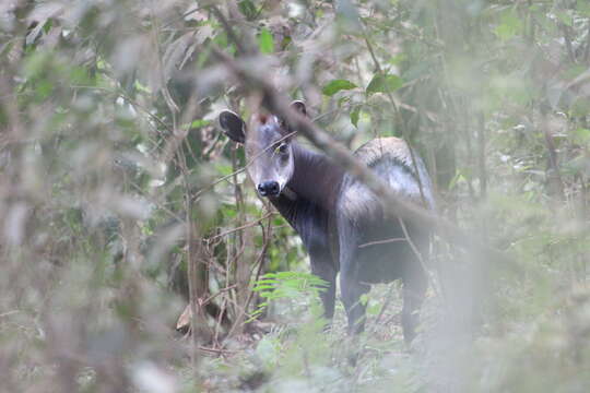 Image of yellow-backed duiker