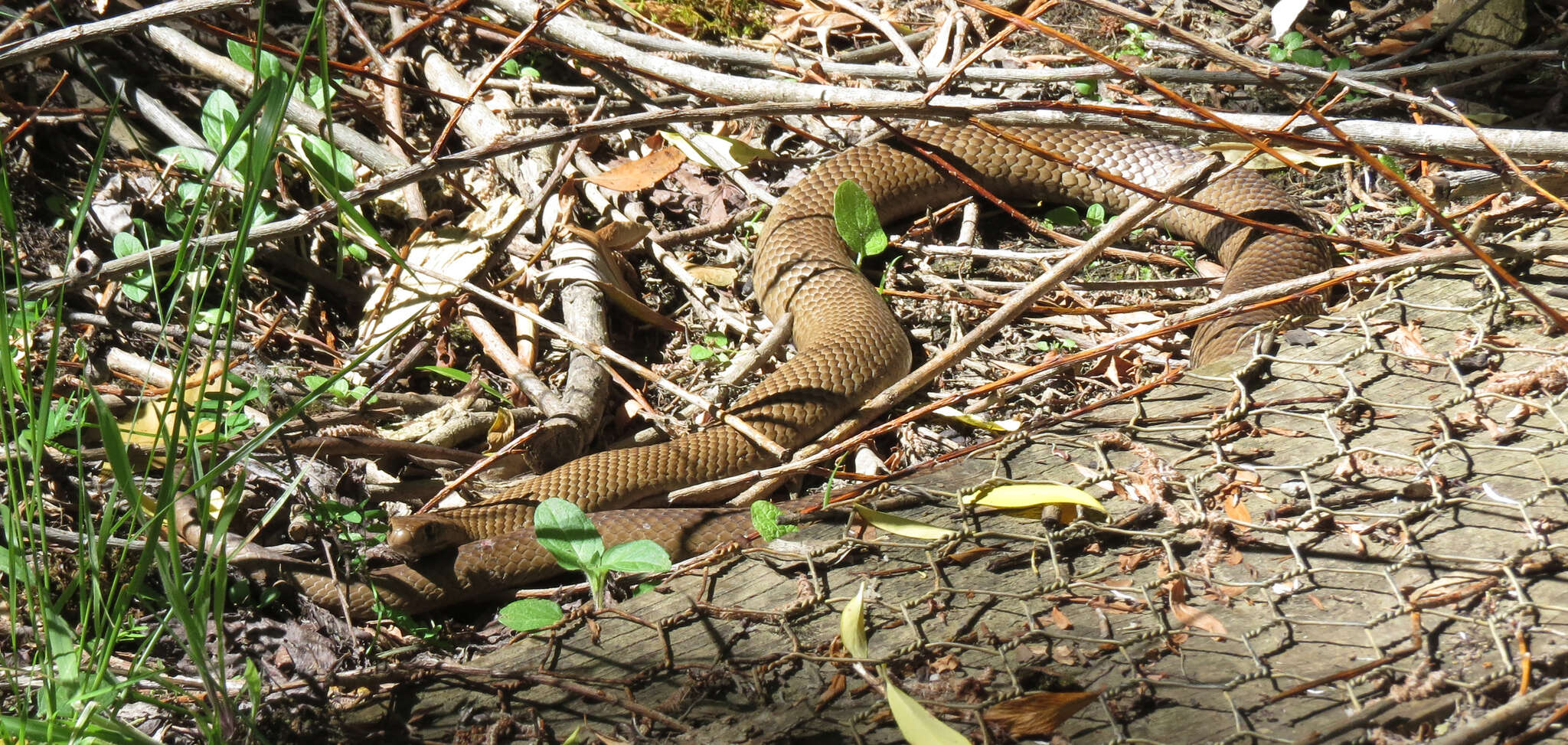 Image of Eastern brown snake