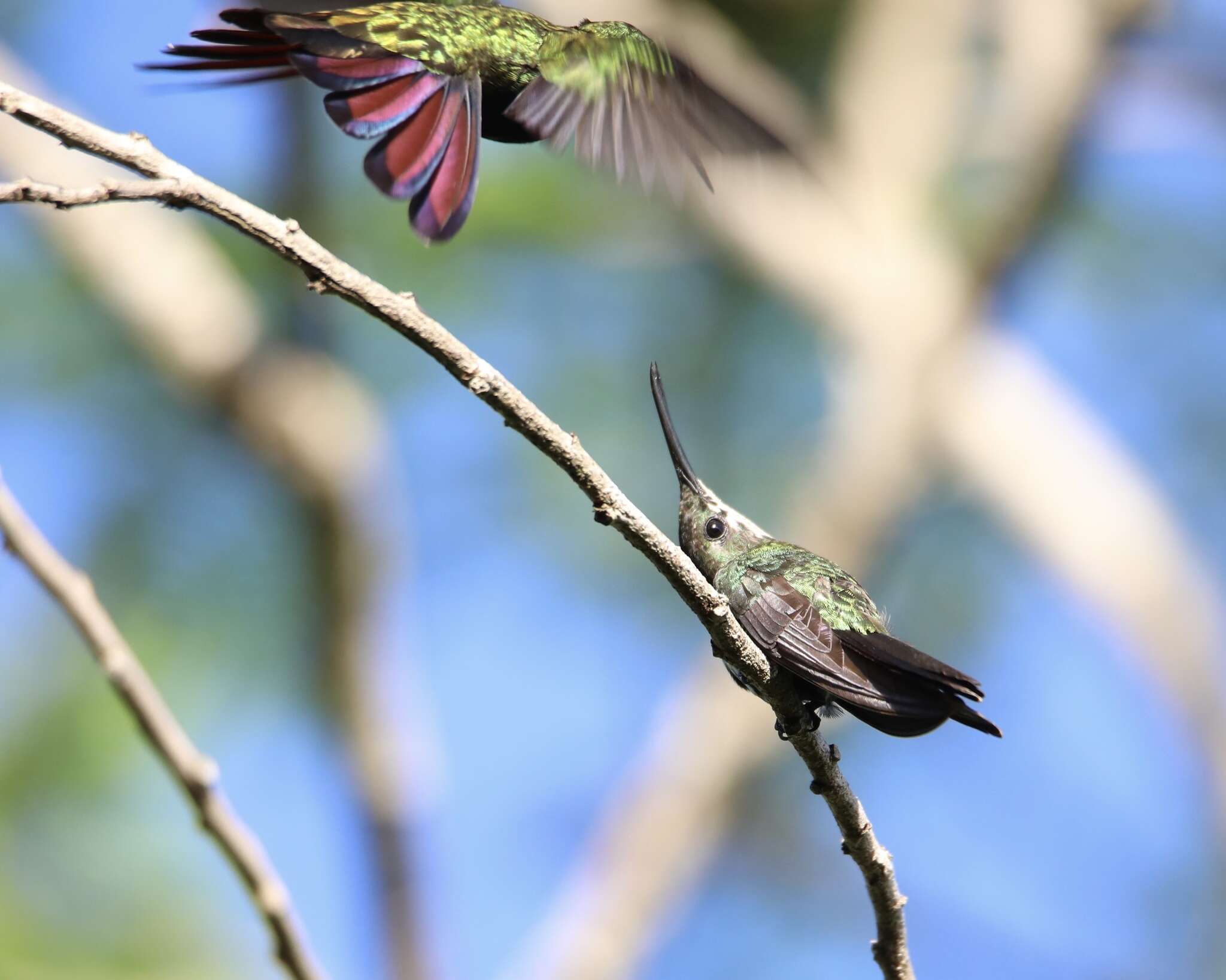 Plancia ëd Anthracothorax dominicus (Linnaeus 1766)