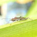 Image de Melanacanthus margineguttatus Distant 1911