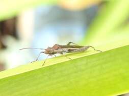 Image de Melanacanthus margineguttatus Distant 1911