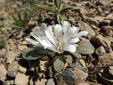 Image of Kellogg's lewisia