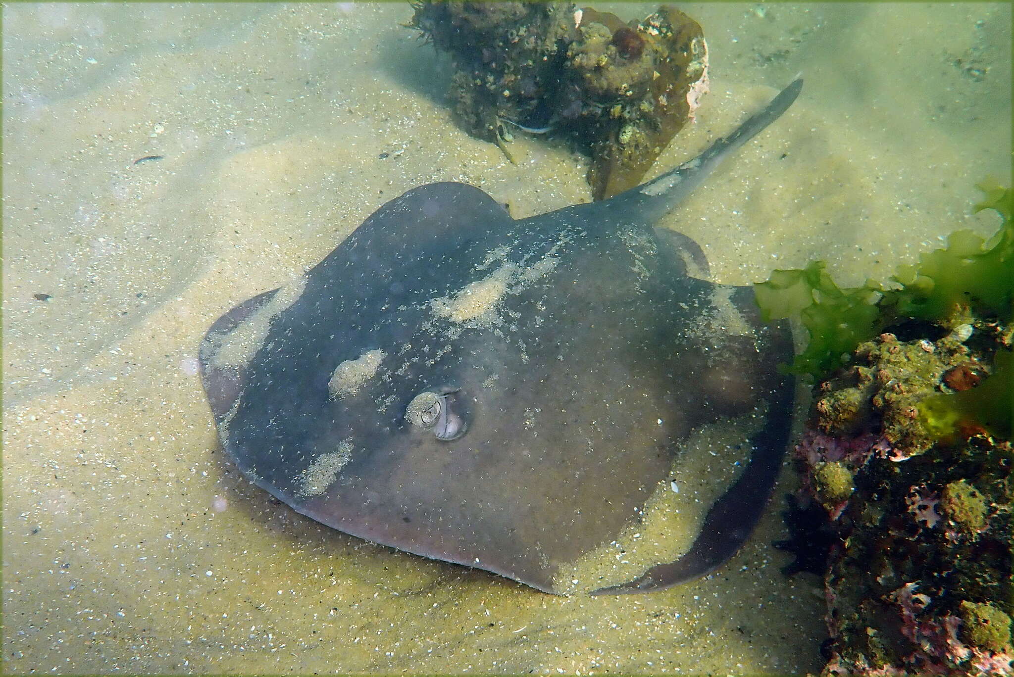 Image of Eastern Shovelnose Stingaree