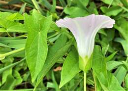 Image of Hedge False Bindweed