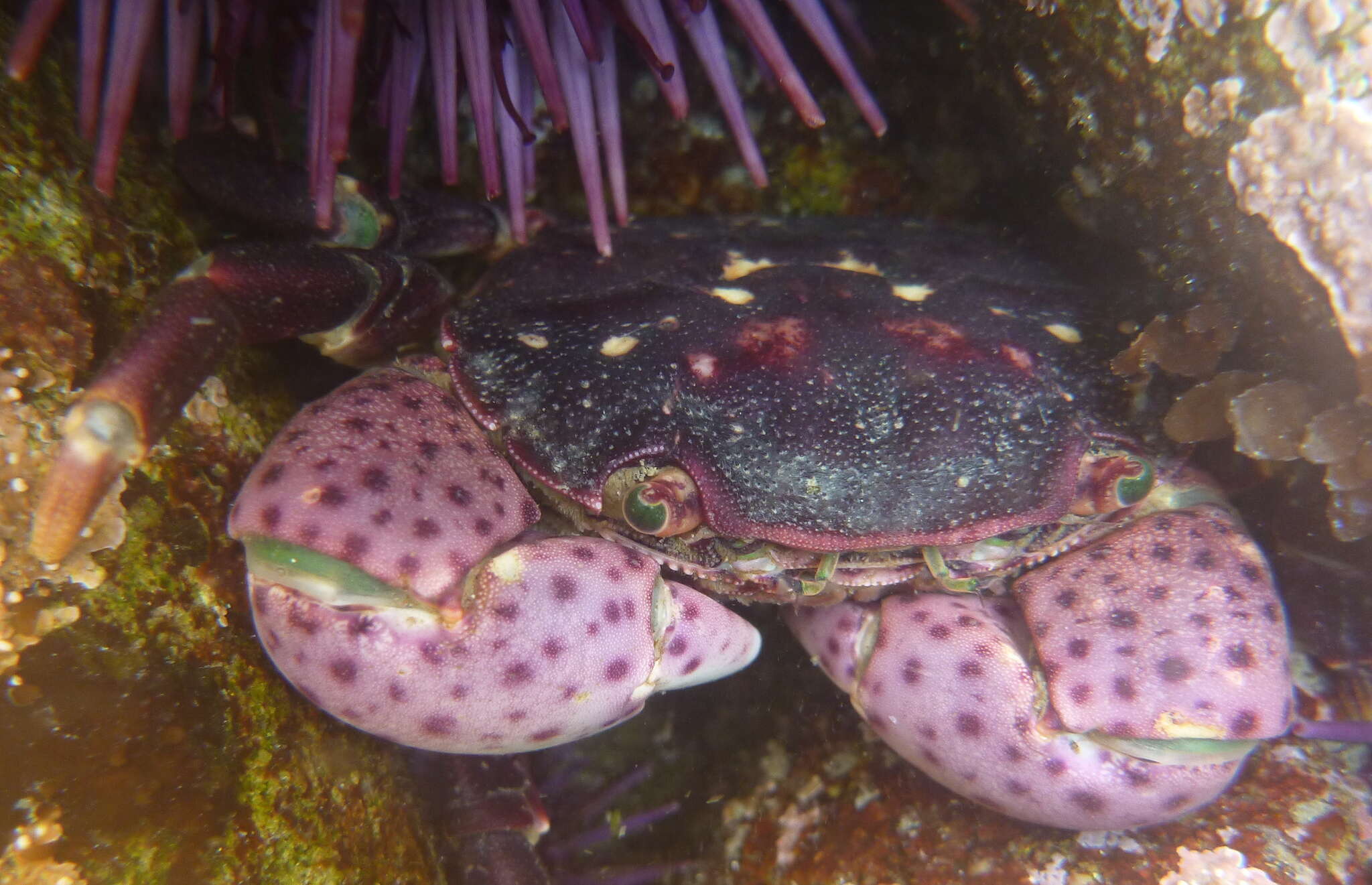 Image of Hemigrapsus nudus (Dana 1851)