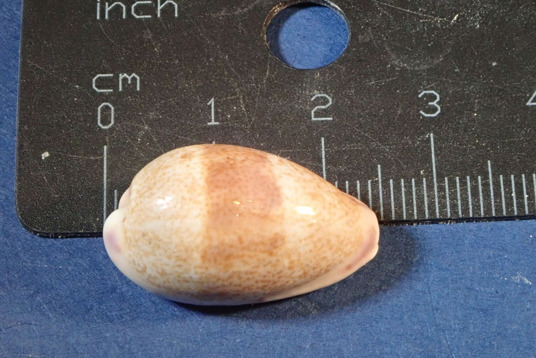 Image of Walker's Cowry