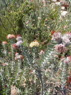 Plancia ëd Leucospermum wittebergense Compton