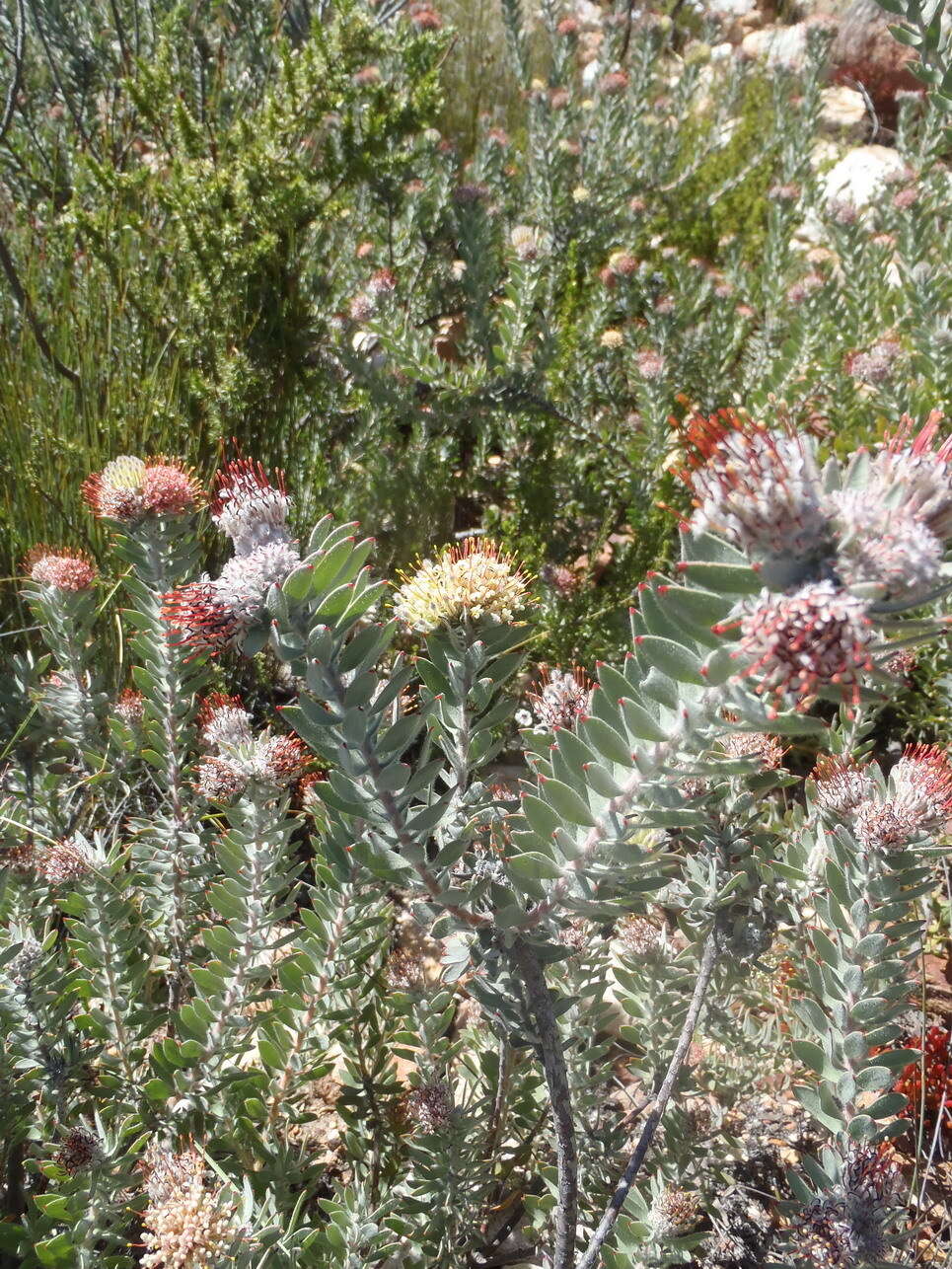 Plancia ëd Leucospermum wittebergense Compton