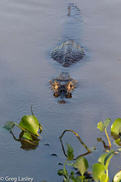 Image of Yacare caiman