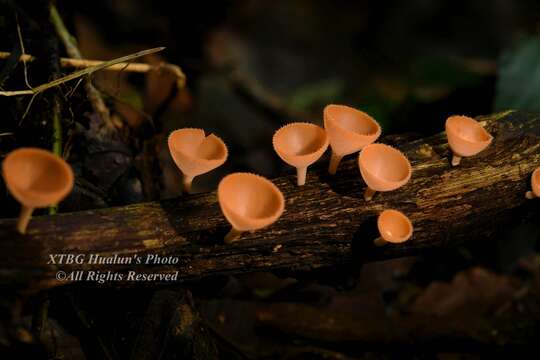 Plancia ëd Cookeina garethjonesii Ekanayaka, Q. Zhao & K. D. Hyde 2016