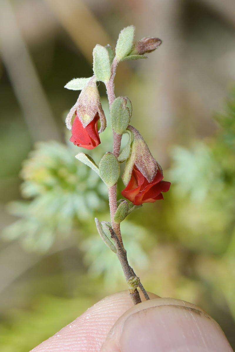 Image of Hermannia diversistipula C. Presl