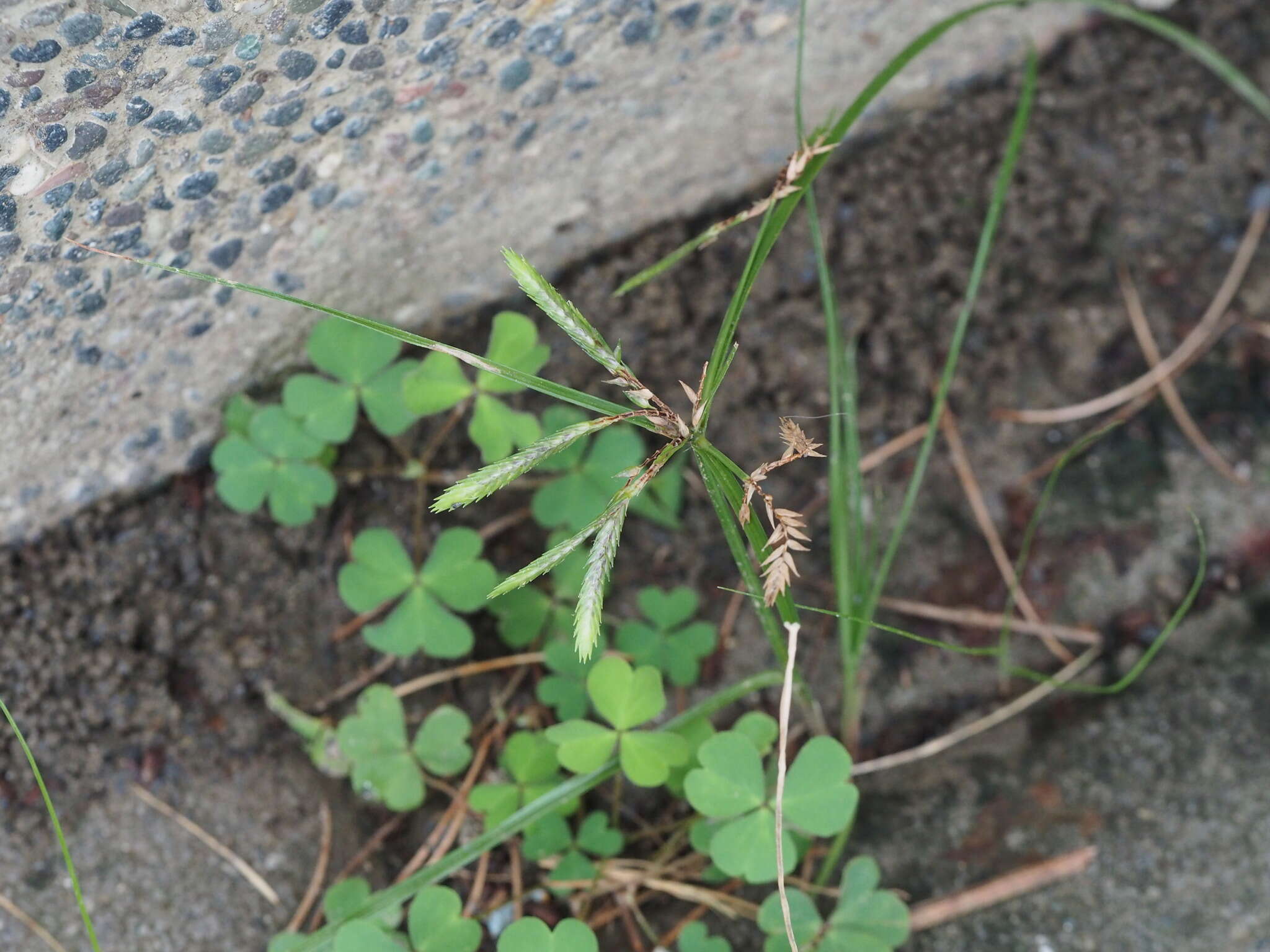 Imagem de Cyperus compressus L.