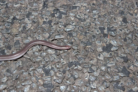 Image of Robust Blind Snake