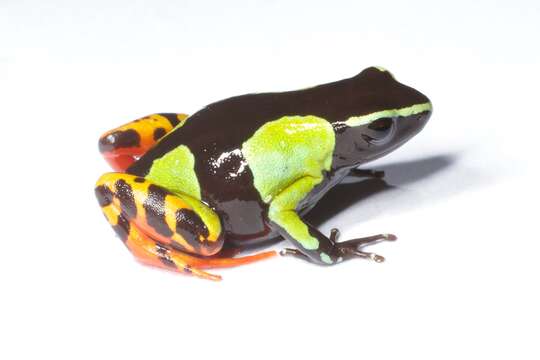 Image of Baron's Mantella