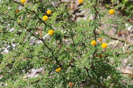 Слика од Vachellia farnesiana var. pinetorum (F. J. Herm.) Seigler & Ebinger