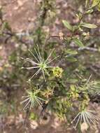 Image of Dwarf bush-cherry