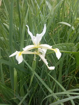 Image de Iris pseudonotha Galushko