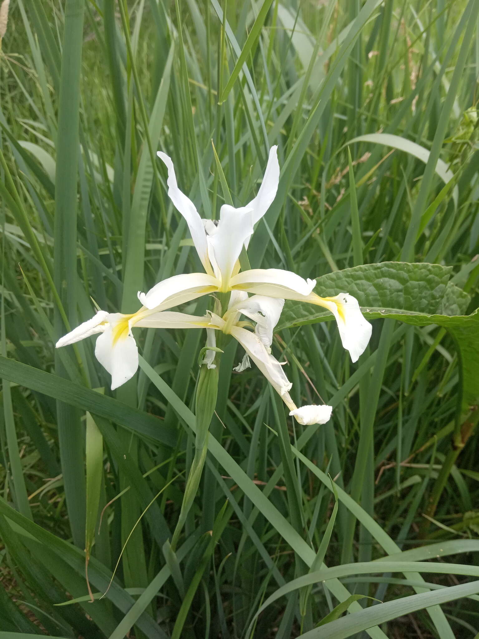 Image of Iris pseudonotha Galushko