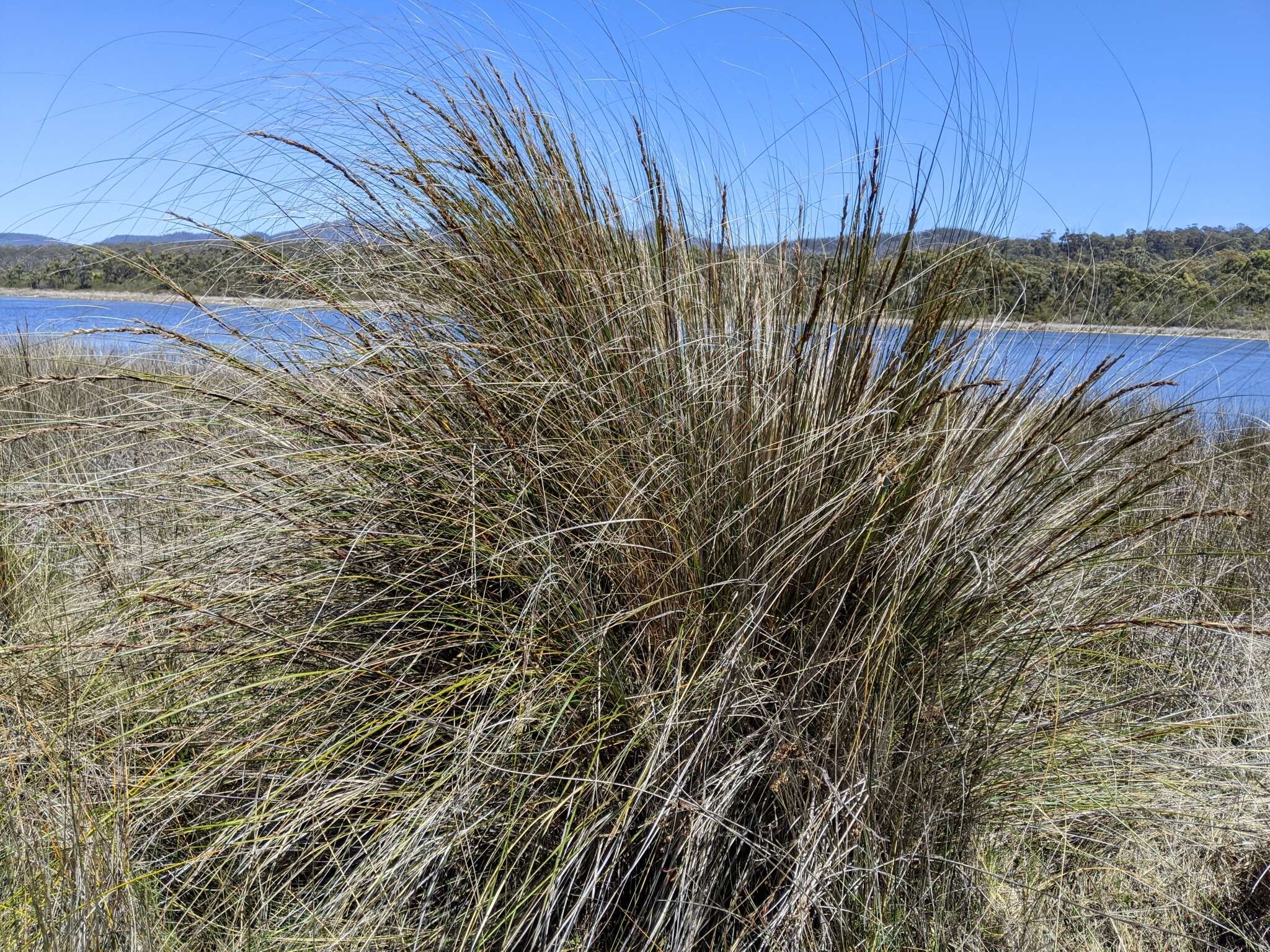 Image of Gahnia filum (Labill.) F. Muell.