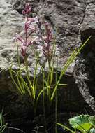 صورة Disa oreophila subsp. oreophila