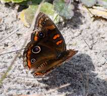 Sivun Junonia stemosa kuva