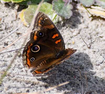 Image of Junonia stemosa