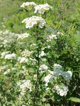 Image of Asian meadowsweet