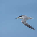 Image of Saunders's tern