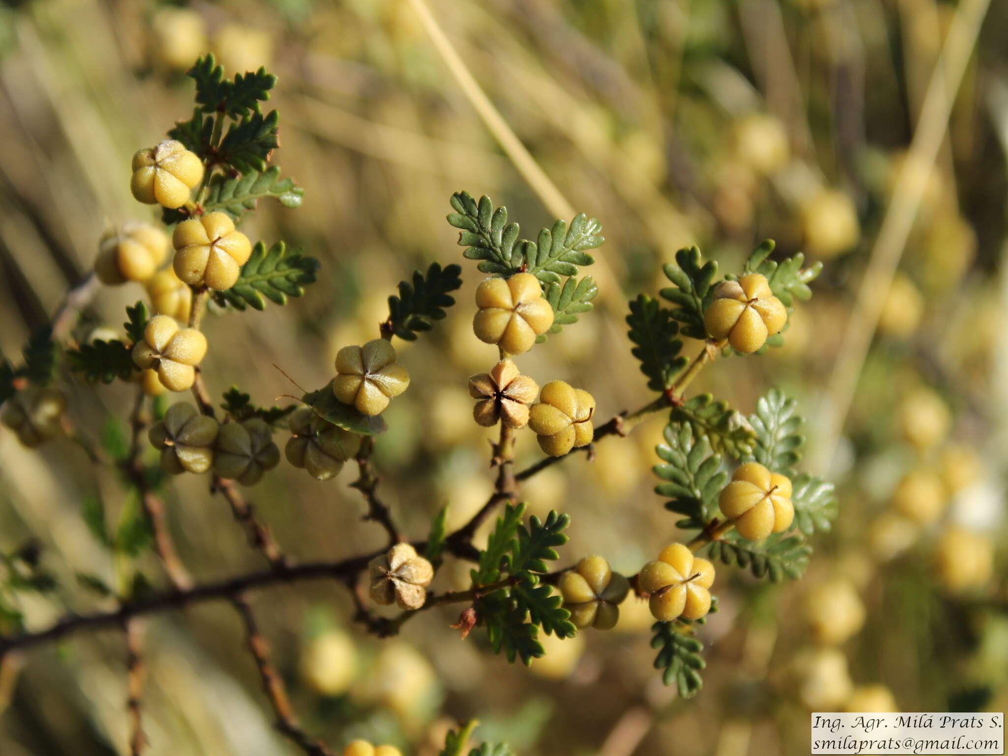 Image de Larrea nitida Cav.