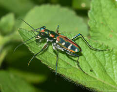 Image of Cicindela (Cosmodela) virgula Fleutiaux 1894