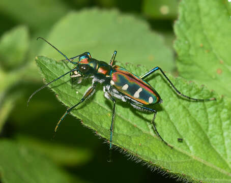 Plancia ëd Cicindela (Cosmodela) virgula Fleutiaux 1894