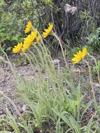 Image of narrowleaf arnica