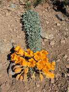 Image of Tropaeolum polyphyllum Cav.