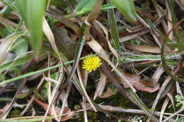 Image of Taraxacum zealandicum Dahlst.