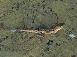 Image of brown anole