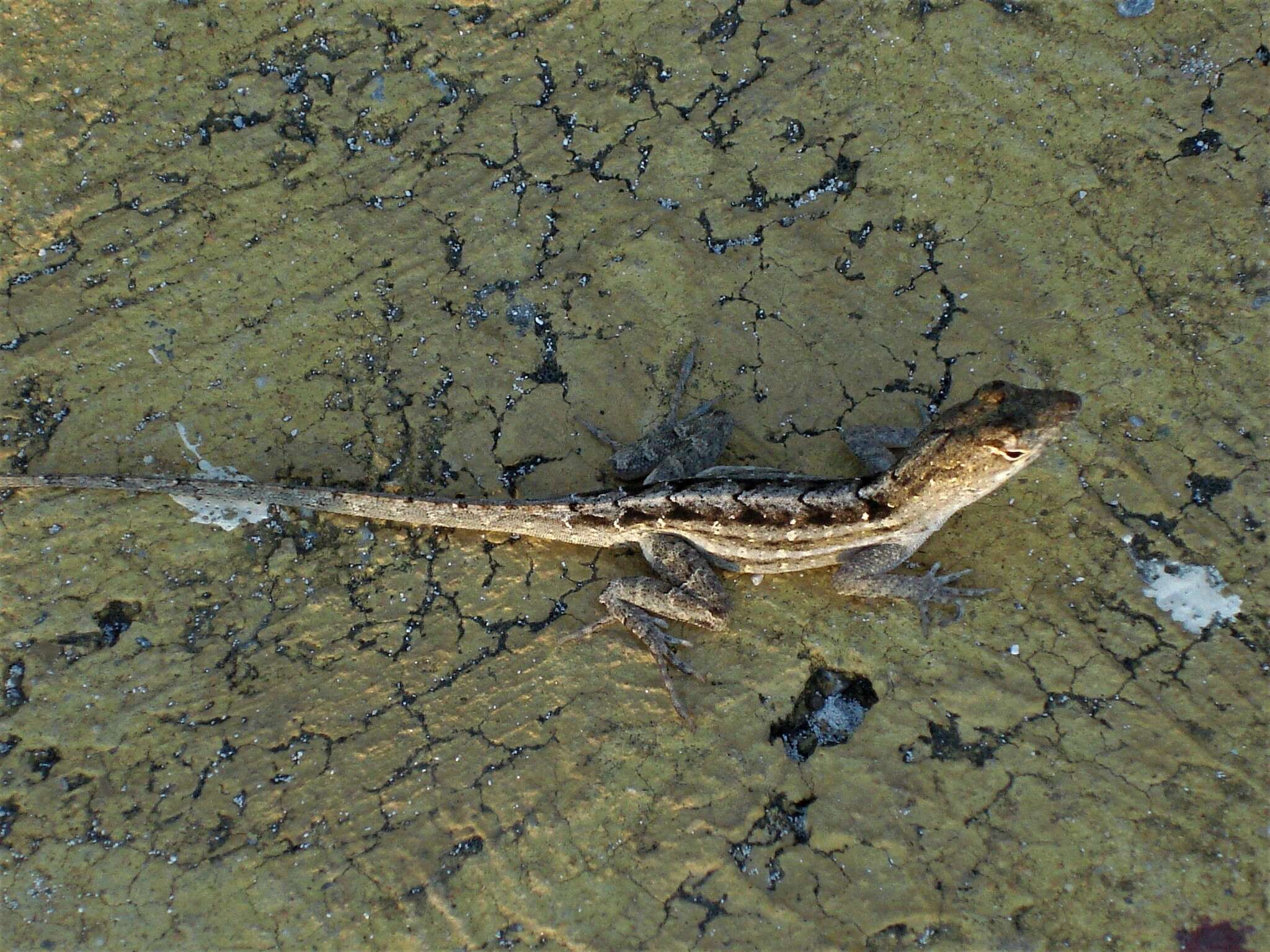 Image of brown anole