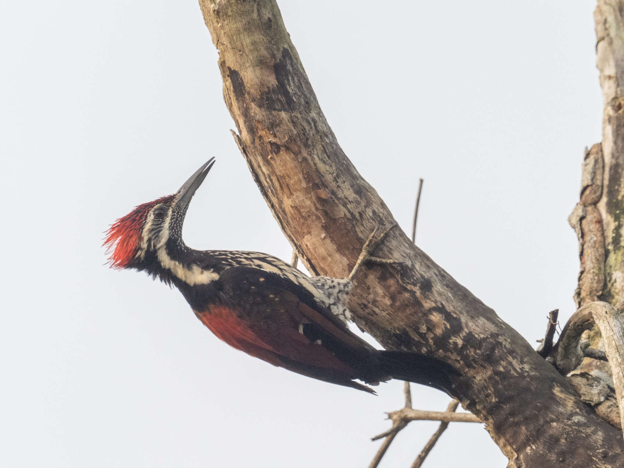 Image of Lesser Crimson-backed Flameback