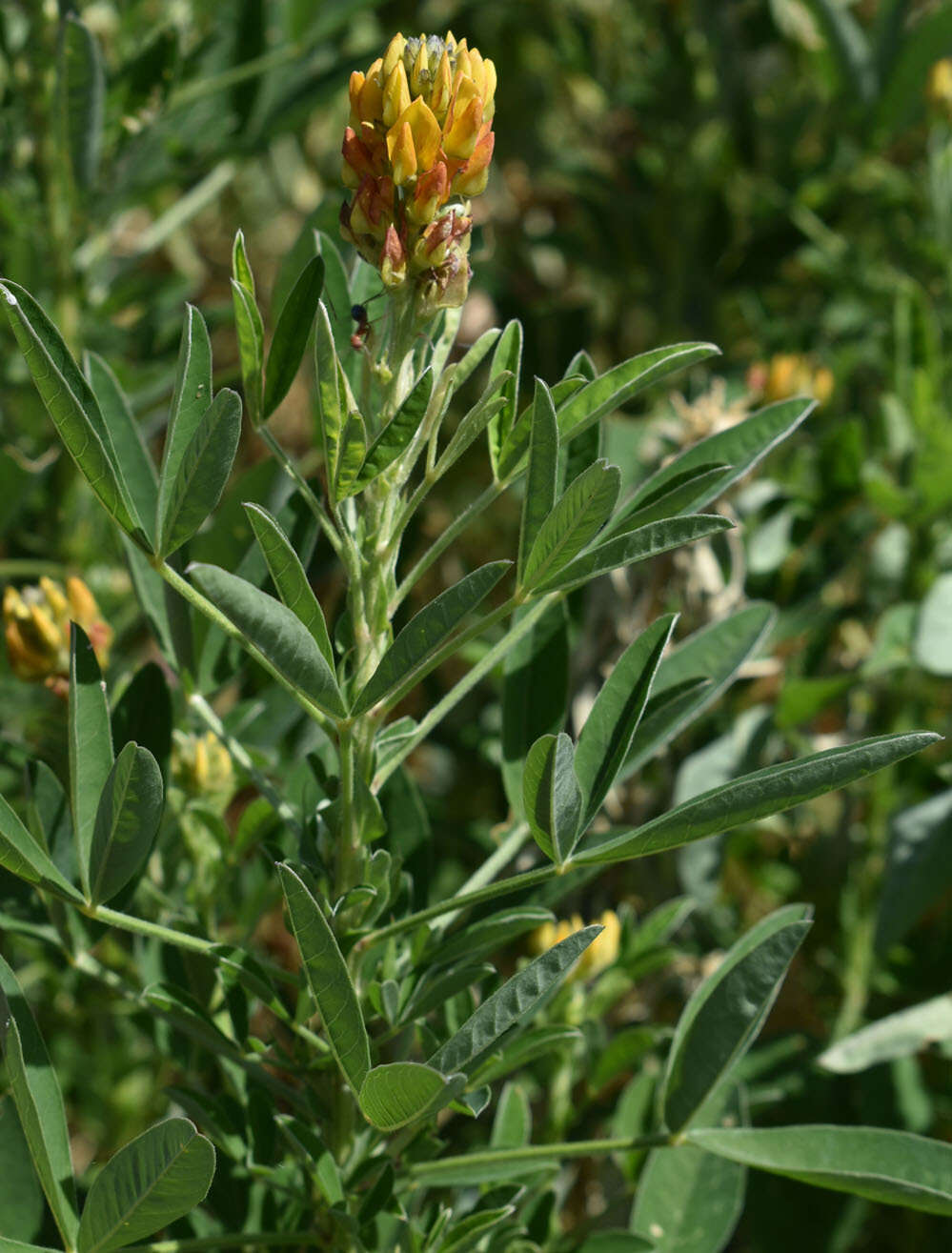 Crotalaria goreensis Guill. & Perr. resmi