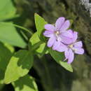 Image of Epilobium algidum M. Bieb.