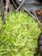 Image of blushing bog-moss